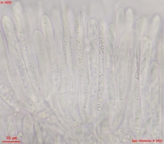 Lachnum brevipilosum