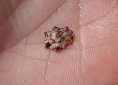 Patelloida corticata