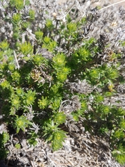 Leptosiphon nuttallii pubescens