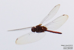 Tauriphila argo