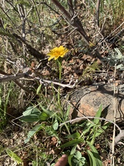 Agoseris glauca glauca