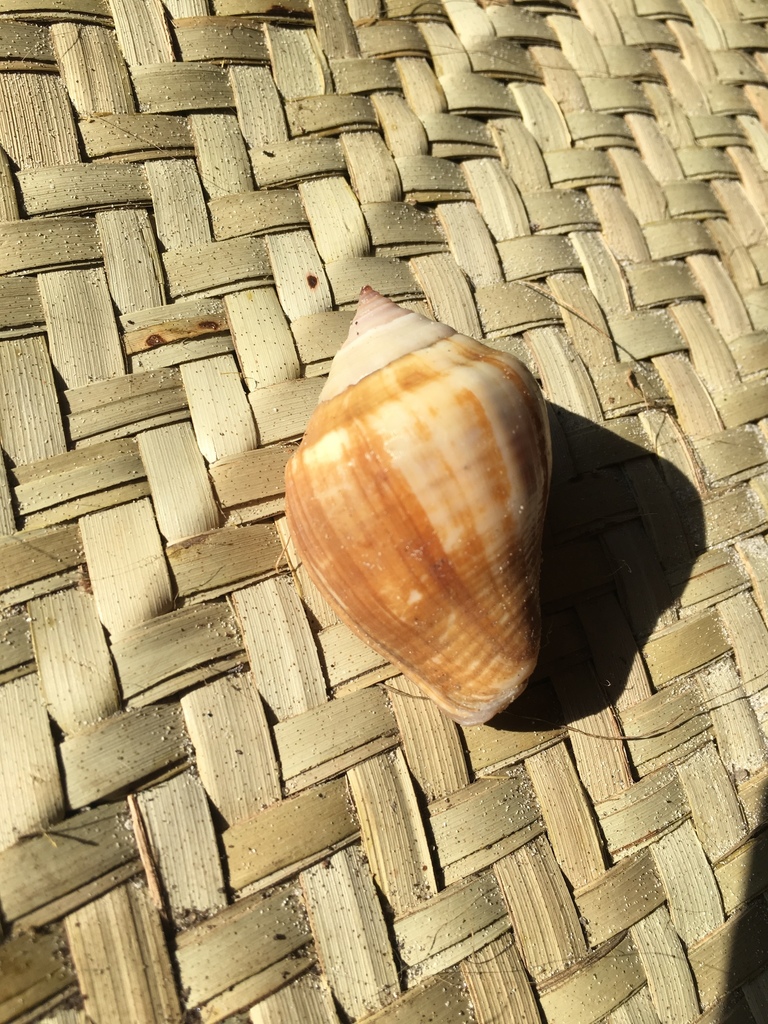 West Indian Crown Conch