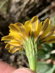Agoseris glauca glauca