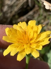 Agoseris glauca glauca
