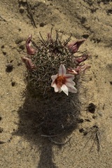 Mammillaria hutchisoniana louisae