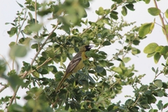 Icterus spurius