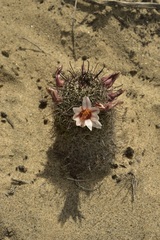 Mammillaria hutchisoniana louisae