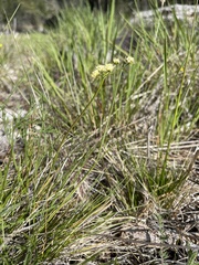 Lomatium cookii