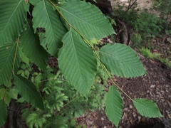 Fagus japonica