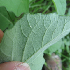 Physalis mollis