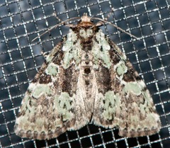 Leuconycta lepidula