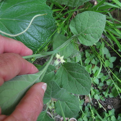 Physalis mollis