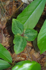 Trillium gracile