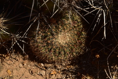 Mammillaria brandegeei