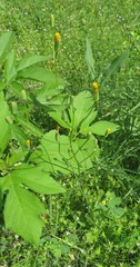Crepis pulchra