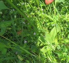 Crepis pulchra