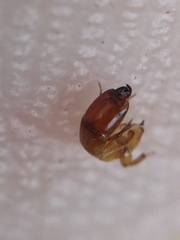 Sycoscapter australis