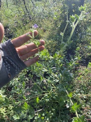 Allophyllum divaricatum