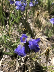 Polemonium viscosum