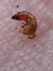 Sycoscapter australis