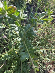 Allophyllum divaricatum