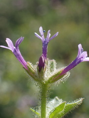 Allophyllum divaricatum