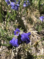 Polemonium viscosum