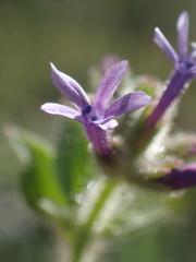 Allophyllum divaricatum