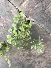 Asplenium ruta-muraria