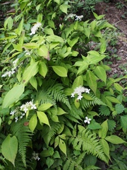 Hydrangea serrata