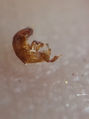 Sycoscapter australis