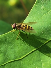 Syrphus