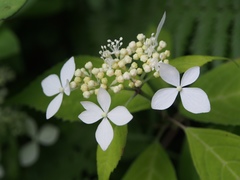 Hydrangea serrata