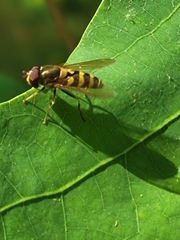 Syrphus