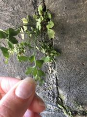 Asplenium ruta-muraria