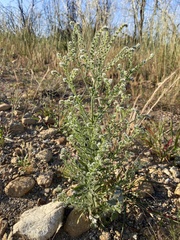 Cryptantha muricata jonesii