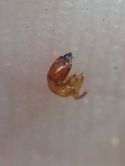 Sycoscapter australis