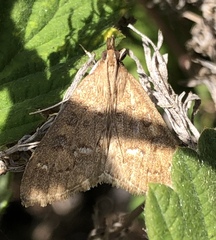 Mecyna mustelinalis