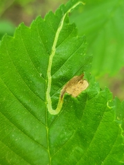 Agromyza aristata