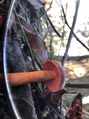 Cortinarius persplendidus