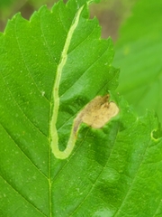 Agromyza aristata