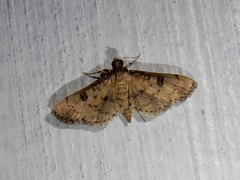 Nacoleia charesalis