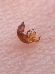 Sycoscapter australis