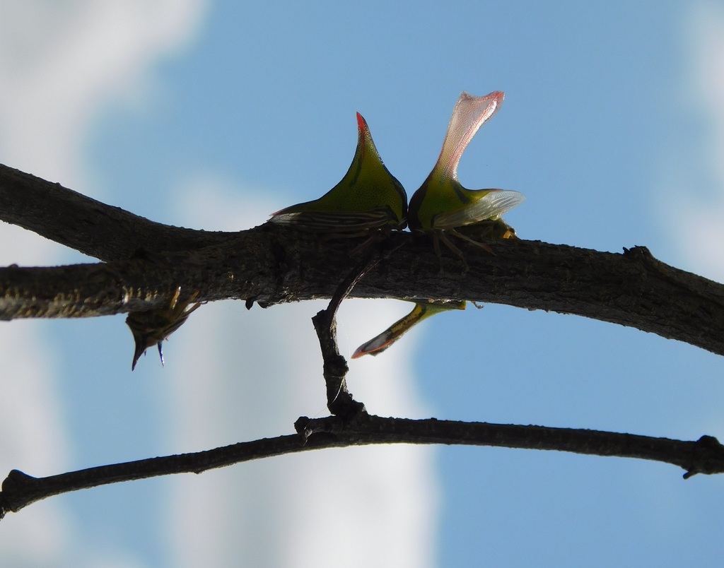 Umbonia crassicornis