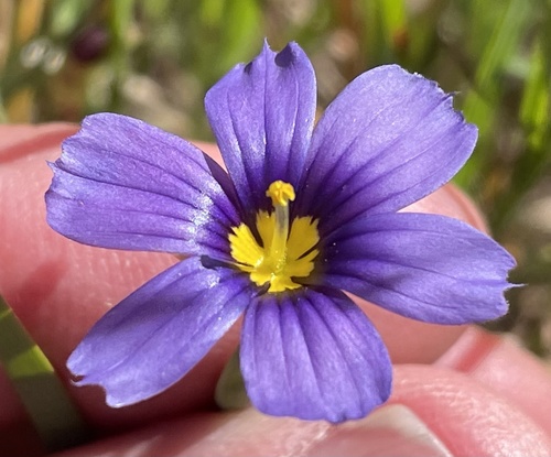 Sisyrinchium bellum