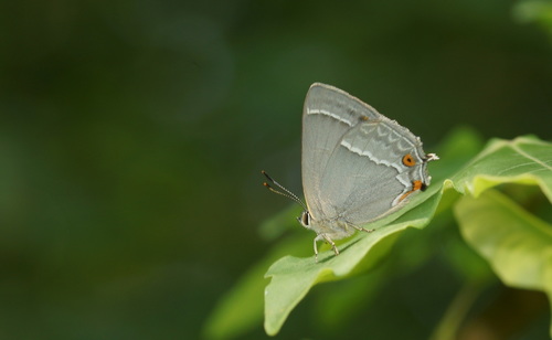 Purple hairstreak, Noordoostelijk van Schaarsbergen, Arnhem, Nederland, photo 7 of 10