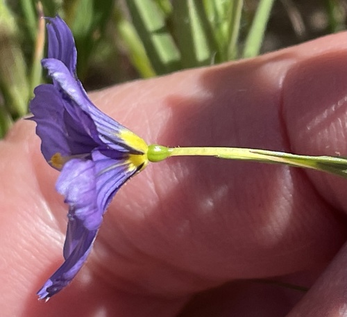 Sisyrinchium bellum