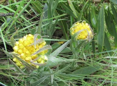 Helichrysum auriceps