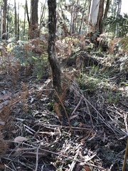 Cortinarius persplendidus