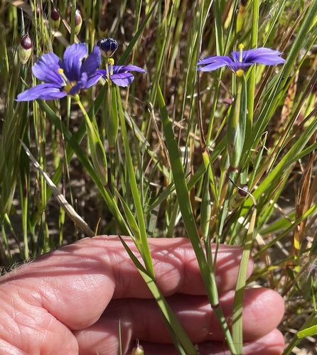 Sisyrinchium bellum